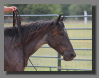 cw_elite_cow_horses009022.jpg