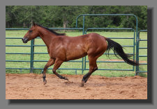 cw_elite_cow_horses009062.jpg