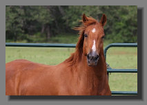 cw_elite_cow_horses009073.jpg