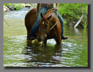 cw_elite_cow_horses009078.jpg